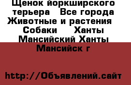 Щенок йоркширского терьера - Все города Животные и растения » Собаки   . Ханты-Мансийский,Ханты-Мансийск г.